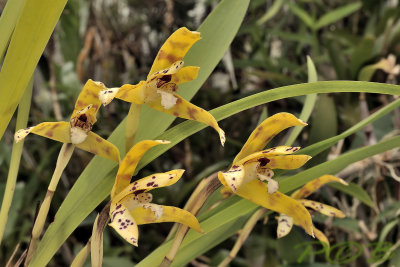 Maxillaria picta, 5 cm