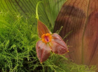 Lepanthes sp. 1 cm