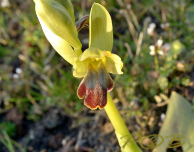 Ophrys fusca ssp. minima - Ophrys sulcata