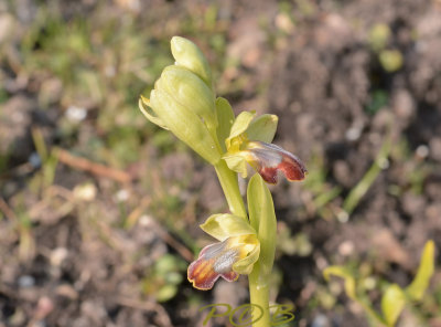 O. fusca ssp. minima - O. sulcata