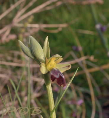 O. fusca ssp. lupercalis