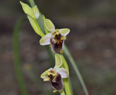 Ophrys levanthina
