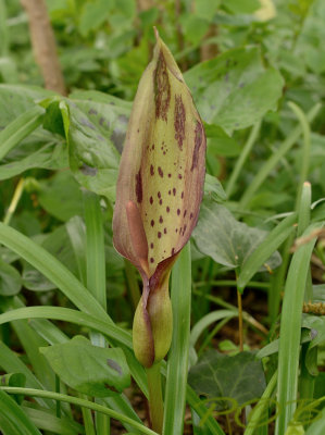 Arum maculatum