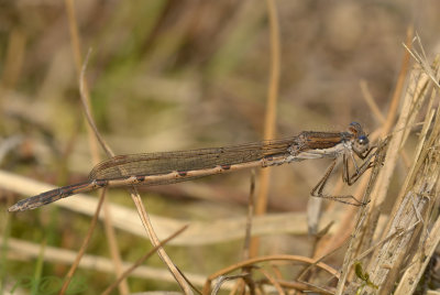 Sympecma fusca, man