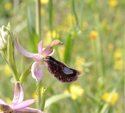 Ophrys bertolonii