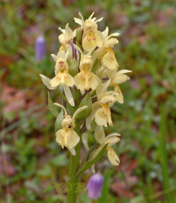 Dactylorhiza sambucina