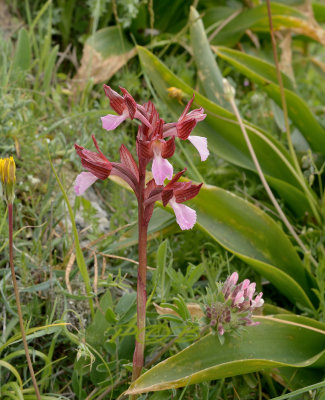 Orchis papilionacea var. rosea