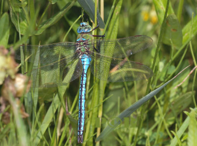 Anax imperator, keizerlibel