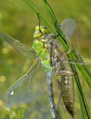 Anax imperator