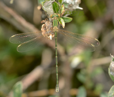 Zwervende pantser, Lestes barbarus