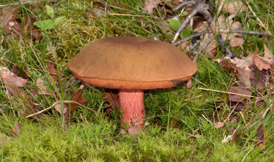Gewone heksenboleet, Boletus erytropus