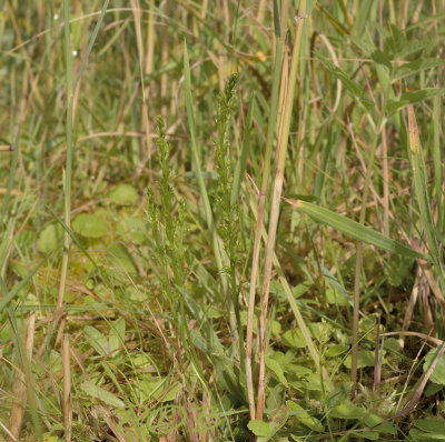 Veenmosorchis, nauwelijks zichbaar tussen riet, gras en haarmos