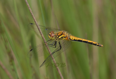 Zwarte heide, vrouw - Sympetrum danae, female