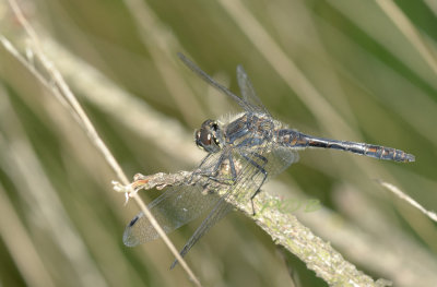 Zwarte heidelibel man, Sympetrum danae