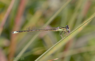 Ischnura pumilio, man (tengere grasjuffer)