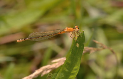 Ischnura pumilio vrouw, vorm aurantiaca