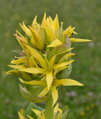 Gentiana lutea