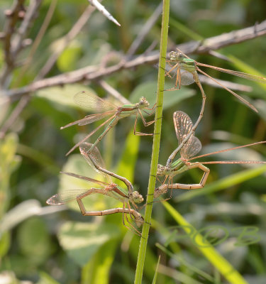 Lestes barbarus ei-afzet ver van het water op smalle weegbree