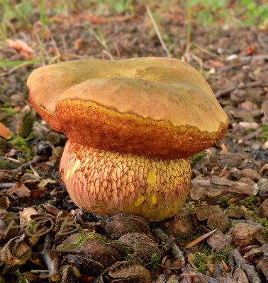 Netstelige heksenboleet, Boletus luridus