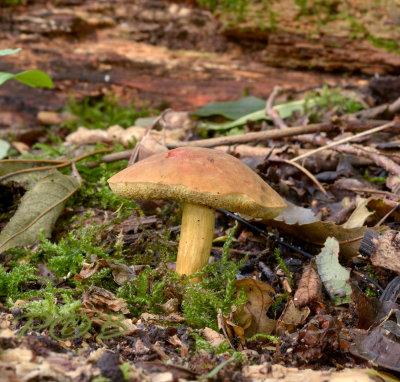 Xerocomus subtomentosus, fluweelboleet