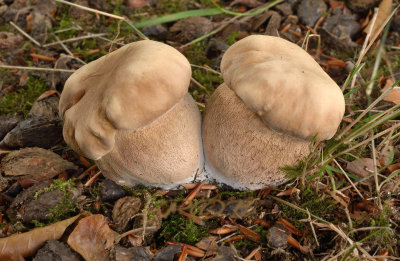 Vroeg eekhoorntjesbrood