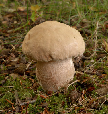 Vroeg eekhoorntjesbrood