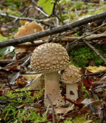 Amanita rubescens 