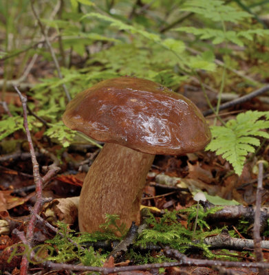 Purperbruine fluweelboleet