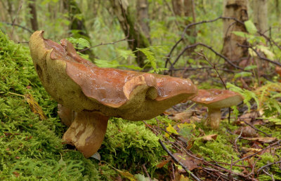 Boleet, Xerocomus spec. diam. 30 cm