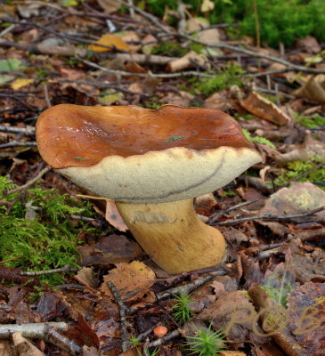 Xerocomus sp.