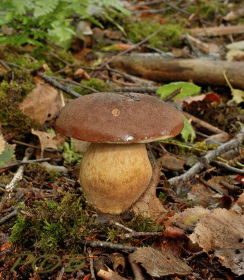 Geelbruine fluweelboleet