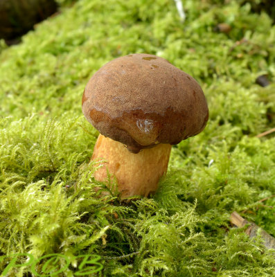 Geelbruine fluweelboleet, jong
