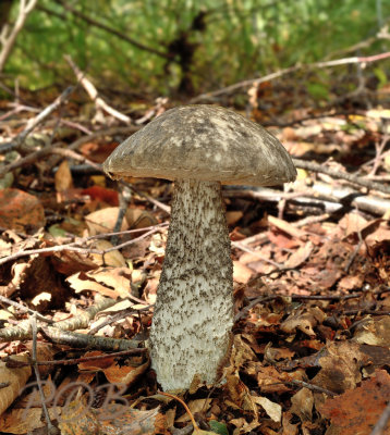 Bonte berkenboleet - Leccinum variicolor