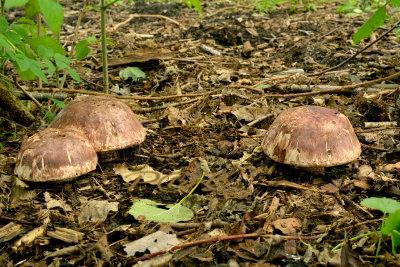 Agaricus geesterani, tover champignon