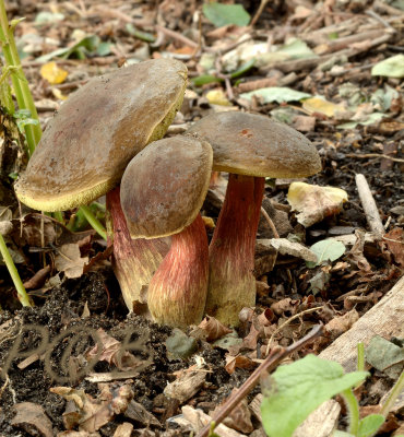 Roodstelige fluweelboleet, Xerocomus chrysenteron