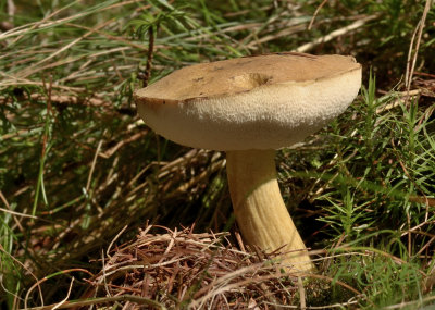 Gyroporus spec.
