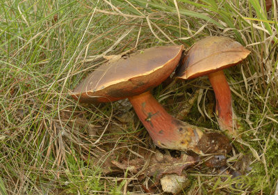 Heksenboleet, Boletus erytropus