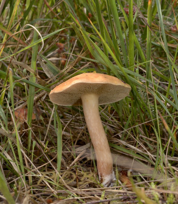 Suillus sp.