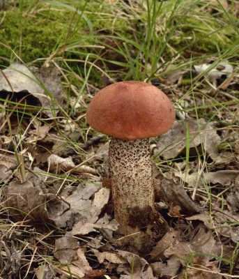 Boleet, rosse populierboleet, Leccinum aurantiacum