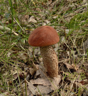 Boleet, rosse populierboleet