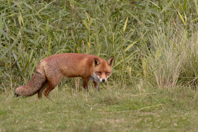 Rode vos in zomervacht