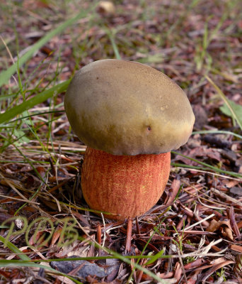 Boleet, pronksteelboleet