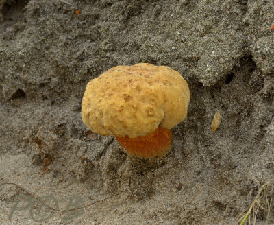 Boletus galopus, jonge pronksteelboleet