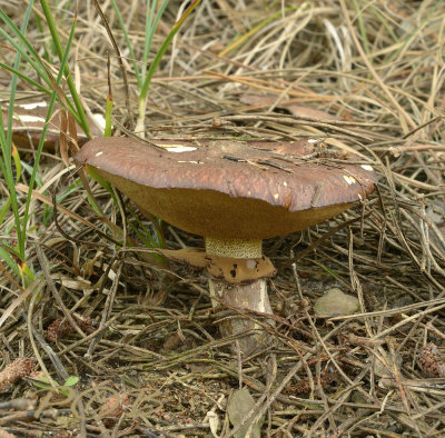 Boleet, bruine ringboleet