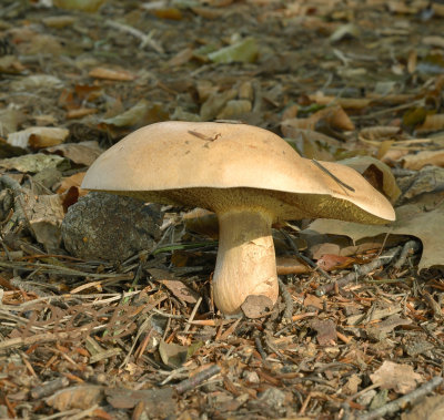 Koeienboleet, Suillellus bovinus