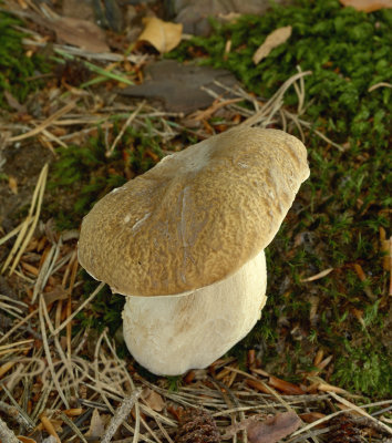 Geelnetboleet