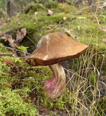 Gladstelige heksenboleet, Boletus queletii