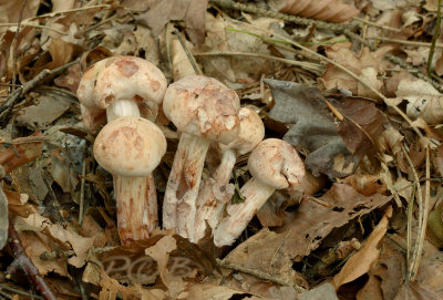 Gordijnzwam, Cortinarius alboviolaceus