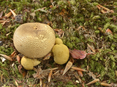 Boleet, kostgangerboleet, jong