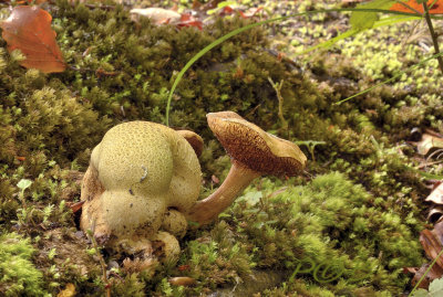 Boletus parasiticus, kostgangerboleet, parasiet op gele aardappelbovist